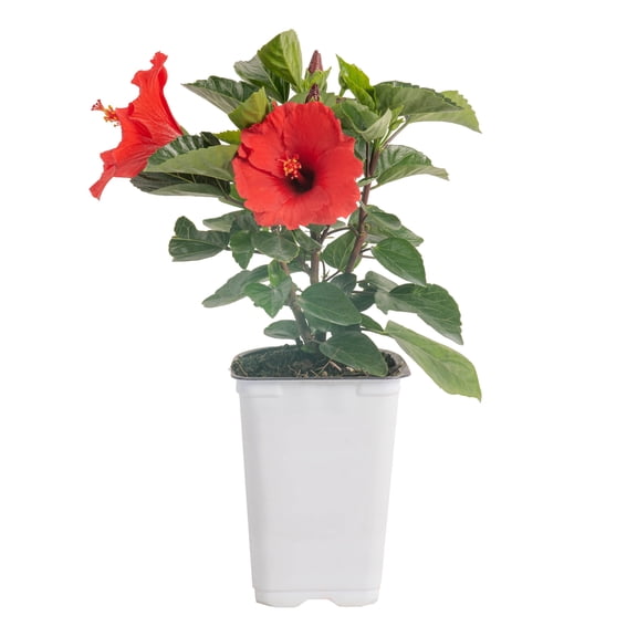Island Blooms by Costa Farms 18" Tall Hibisqs Red Bush, in 1qt pot. Direct Sunlight, Live Flowering Outdoor Plant