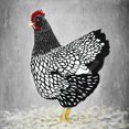 thumbnail image 3 of Black and white wyandotte hen - 36"x36" canvas - Print on demand, 3 of 5