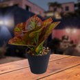 thumbnail image 3 of Maceta con planta artificial para decoración del hogar, oficina Storyland Storyland  7673, 3 of 3