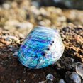 thumbnail image 3 of Natural Abalone Seashell Peeled Conch Incense Holder Crafts For Office Decor, 3 of 5