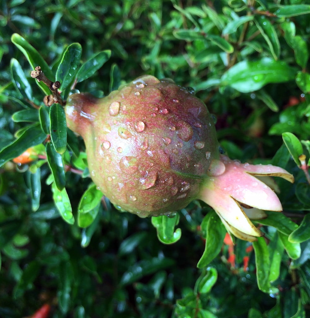Dwarf Pomegranate Plant Punica Bonsai Houseplant Outdoors Edible 4" Pot by Hirt's Gardens