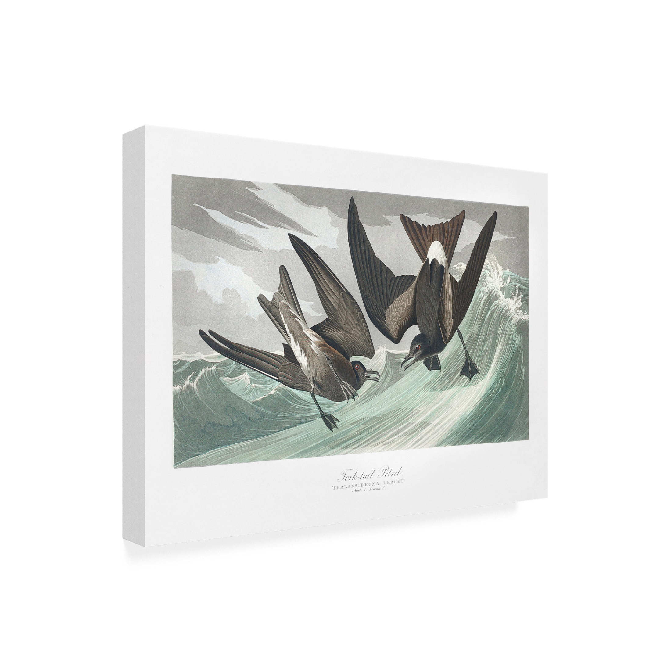 Trademark Fine Art Pictufy Fork Tailed Petrel From Birds of America 1827 Canvas Wall Art
