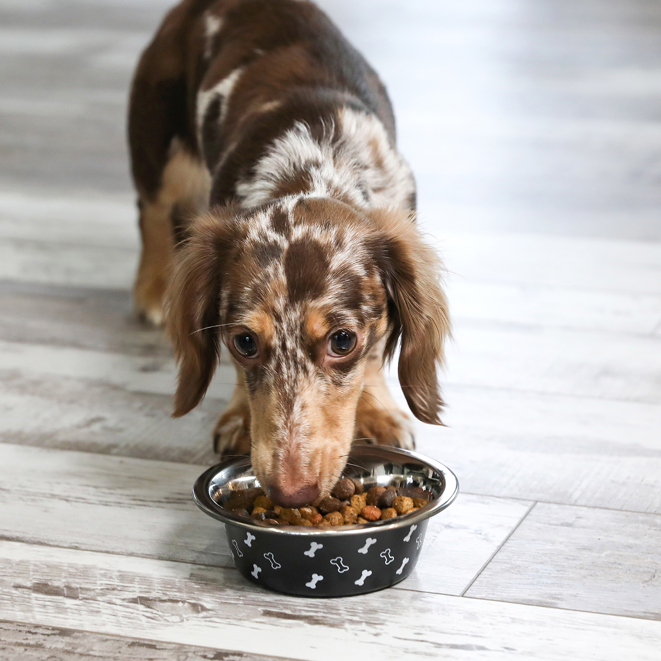 Vibrant Life Small Stainless Steel Dog Bowl, Black with Bones, 10.82 Fluid Ounces