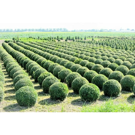 LAMINATED POSTER Bol Tree Nursery Buxus Prune Bush Nursery Around Poster Print 24 x (Best Time To Prune Trees And Bushes)