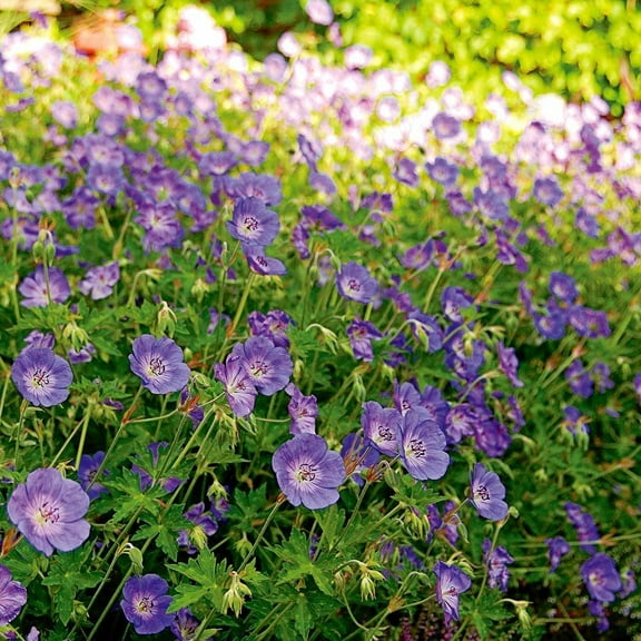 Rozanne's Cranesbill-Hardy Geranium-Long Blooming Season  1 Gallon (Pack of 4)
