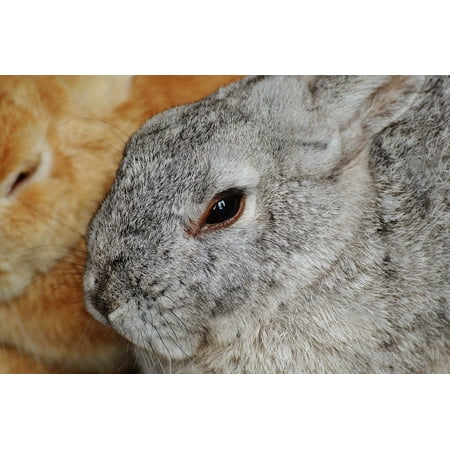 - LAMINATED POSTER Sweet Bunny Hare Fur Cute Wildpark Poing Rabbit Poster Print 11 x 17