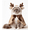 B, variant on Pet Christmas Cloak with Hat for Cats and Small Dogs, Christmas Tree Design Cape Xmas Outfit, Christmas Hooded Cloak, Soft Plush Fabric, Adjustable Tie, for Small Cats Puppy Holiday Costume