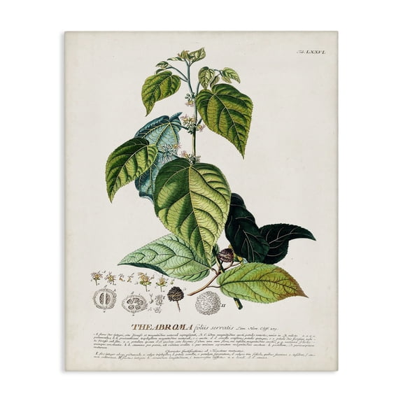 Stupell Industries Traditional Botanical Plant Illustration Seeds And Leaves Vintage Design Canvas Art, 36 x 48, by Unknown Artist
