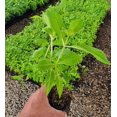 thumbnail image 3 of ( 1 ) - Nikko Blue Mophead Hydrangea - Starter Plant ( 8m ) ( 1 live plant ), 3 of 4