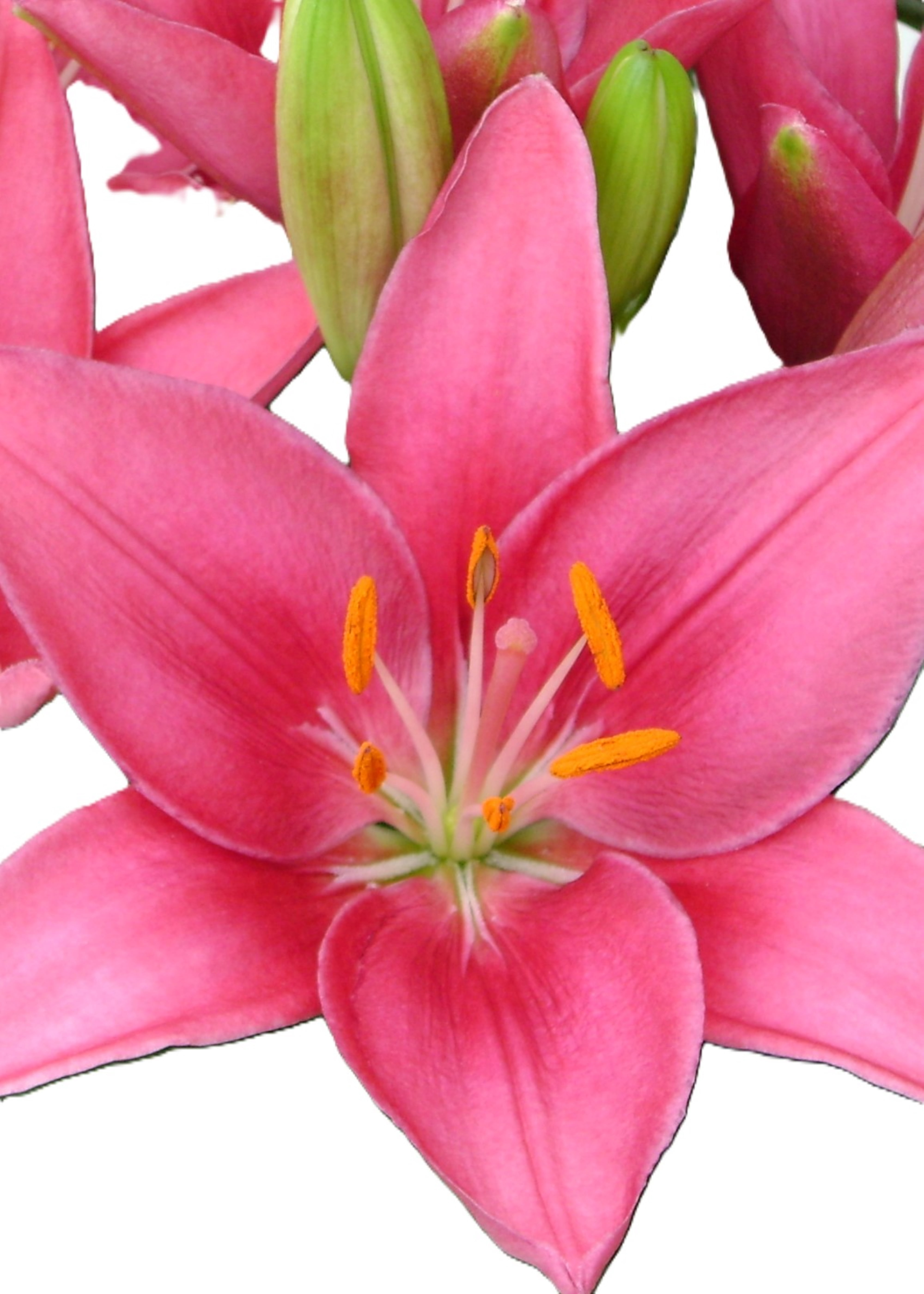 Expert Gardener Outdoor Live Plant Asiatic Lily Tiny Pearl Pink