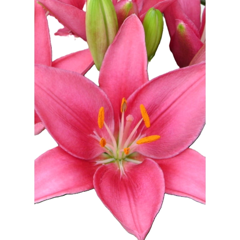 Expert Gardener Outdoor Live Plant Asiatic Lily Tiny Pearl Pink 1QT, Full  Sun - Walmart.com