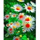thumbnail image 1 of Kit de pintura de diamantes 5D DIY de margaritas para adultos, taladro redondo completo, bordado, imágenes, manualidades para decoración de pared del hogar, regalo, pintura de puntos., 1 of 5