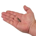 thumbnail image 2 of Berkley PowerBait® Ripple Shad, 2 in, Swimbaits, HD Bluegill (8 Count), 2 of 9
