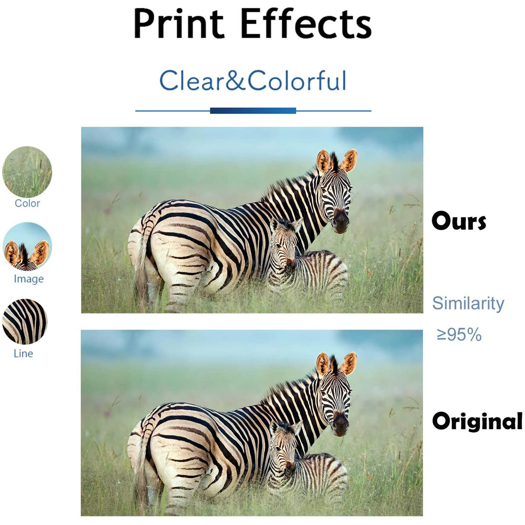 Zebra coloring pages xl