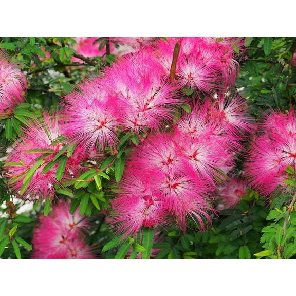 CZ Grain 30 Mimosa Silk Tree Albizia Julibrissin Plant Seeds