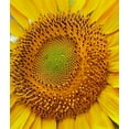 thumbnail image 2 of Fitzharris, Tim 26x30 Black Ornate Wood Framed with Double Matting Museum Art Print Titled - Sunflowers, 2 of 4