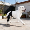 thumbnail image 5 of Canine Knee Brace, Adjustable Compression Brace With Lateral Stabilizer For Dog Acl/Ccl/Pcl Tears, Patellar Luxation Support - Breathable Neoprene, Bimetallic Spring Stabilizer,, 5 of 7