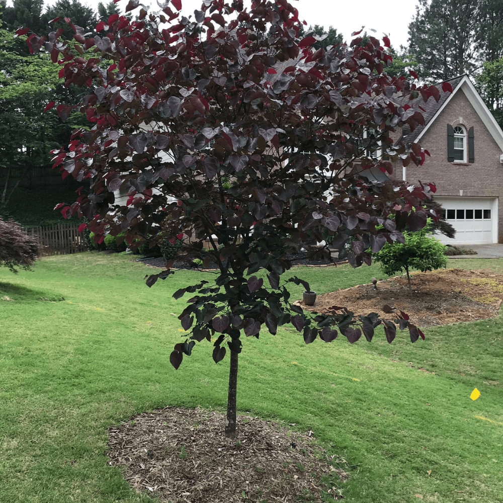 Expert Gardener Merlot Redbud Tree, 2-3 ft Tall, 5 gal Grower Pot