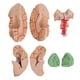 thumbnail image 4 of 1 PC Novela Modelo de cerebro humano Modelo de cerebro anatómico creativo médico (rosa), 4 of 6