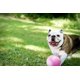 thumbnail image 2 of Pelota de juguete para perros Jolly Pets Bounce-n-Play, 15 cm, rosa, tamaño mediano, 2 of 3