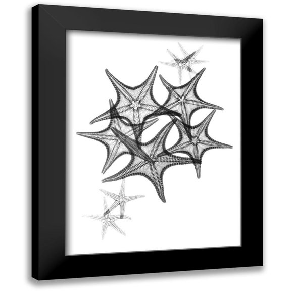 Koetsier, Albert 12x14 Black Modern Framed Museum Art Print Titled - Starfish