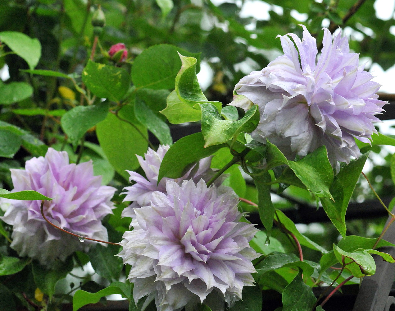 Belle of Woking Clematis Vine - Double Flower/Pink to Silvery Mauve - 2.5" Pot - image 2 of 2