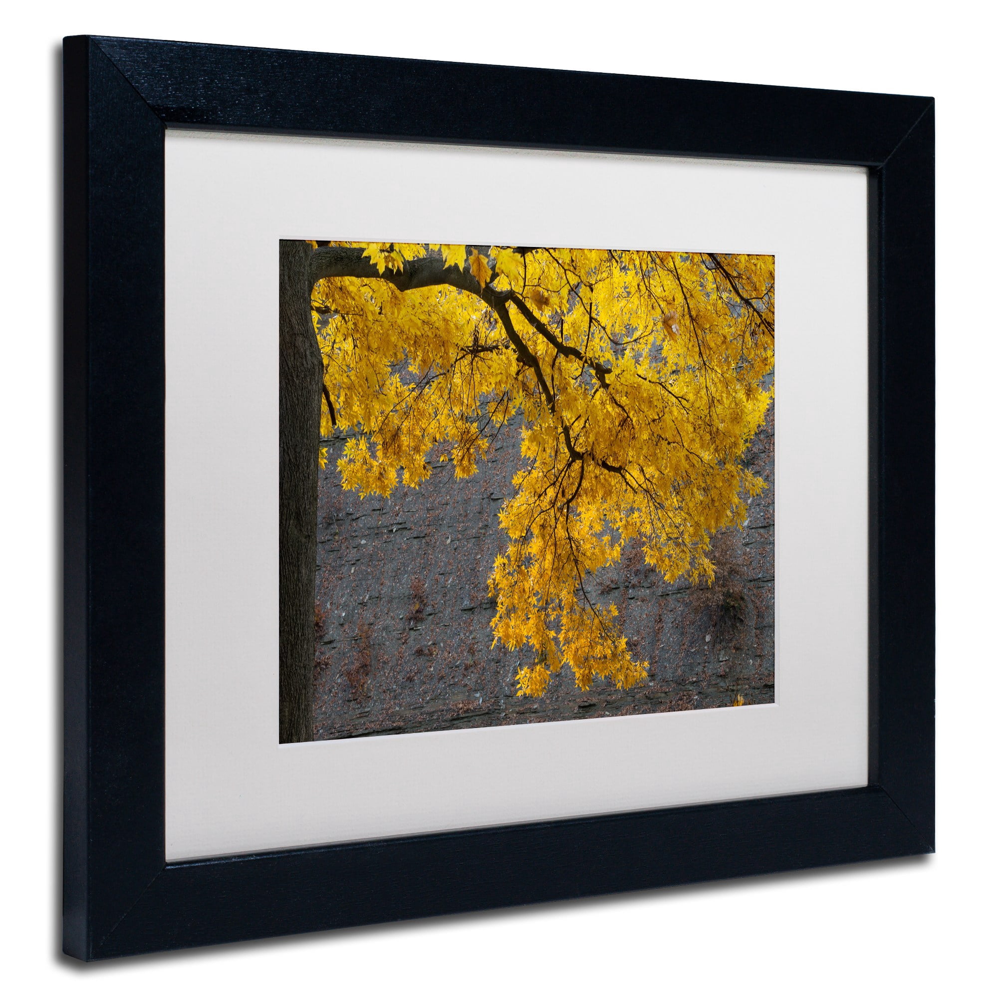 Trademark Fine Art "Golden Autumn Color" Canvas Art by Kurt Shaffer, White Matte, Black Frame