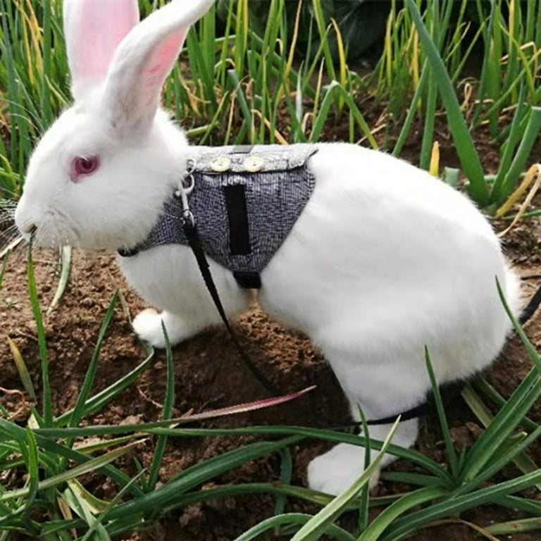 Rabbit harness best sale walmart
