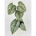 thumbnail image 2 of Bumble Plants Philodendron Brandtianum Silver Leaf - Full Live Colorful Houseplant in Nursery Pot, Easy Care, Indoor Plant for Beginners, 2 of 6
