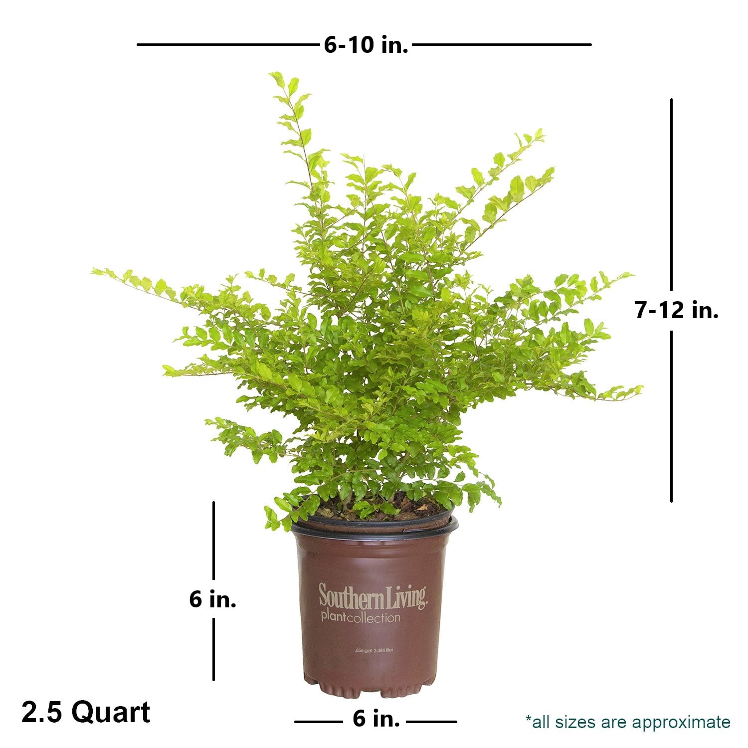 Southern Living Sunshine Ligustrum Live Shrub in 2.5-Quart Grower Pot