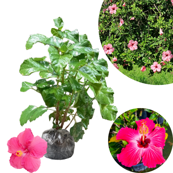 Pink Hibiscus Plant Live, Clump Of 8-12" Tall, Hardy Hibiscus Tree Live Plant, Hibiscus Flowers Plant