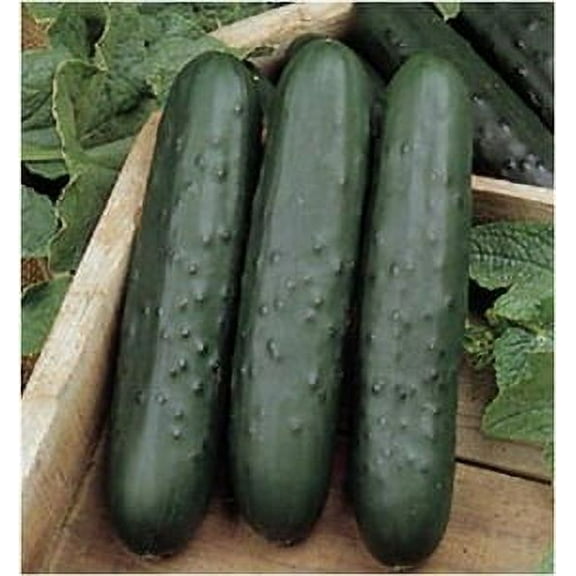 Cucumber Poinsett 76 Seed - 1 Packet