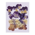 thumbnail image 2 of 20x Pressed Flowers Beautiful Violet Crafts, 2 of 9