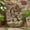 Brown, variant on Moss & Black 23.75" Hand‑Crafted Weather Resistant Floor Fountain for Outdoor Decor
