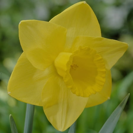 Van Zyverden Daffodils GoldfingerSet of 12 Bulbs
