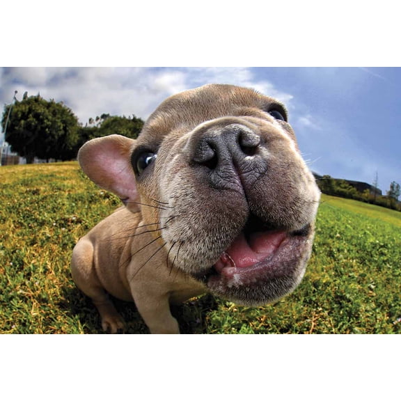 The Nose Knows Pugsley