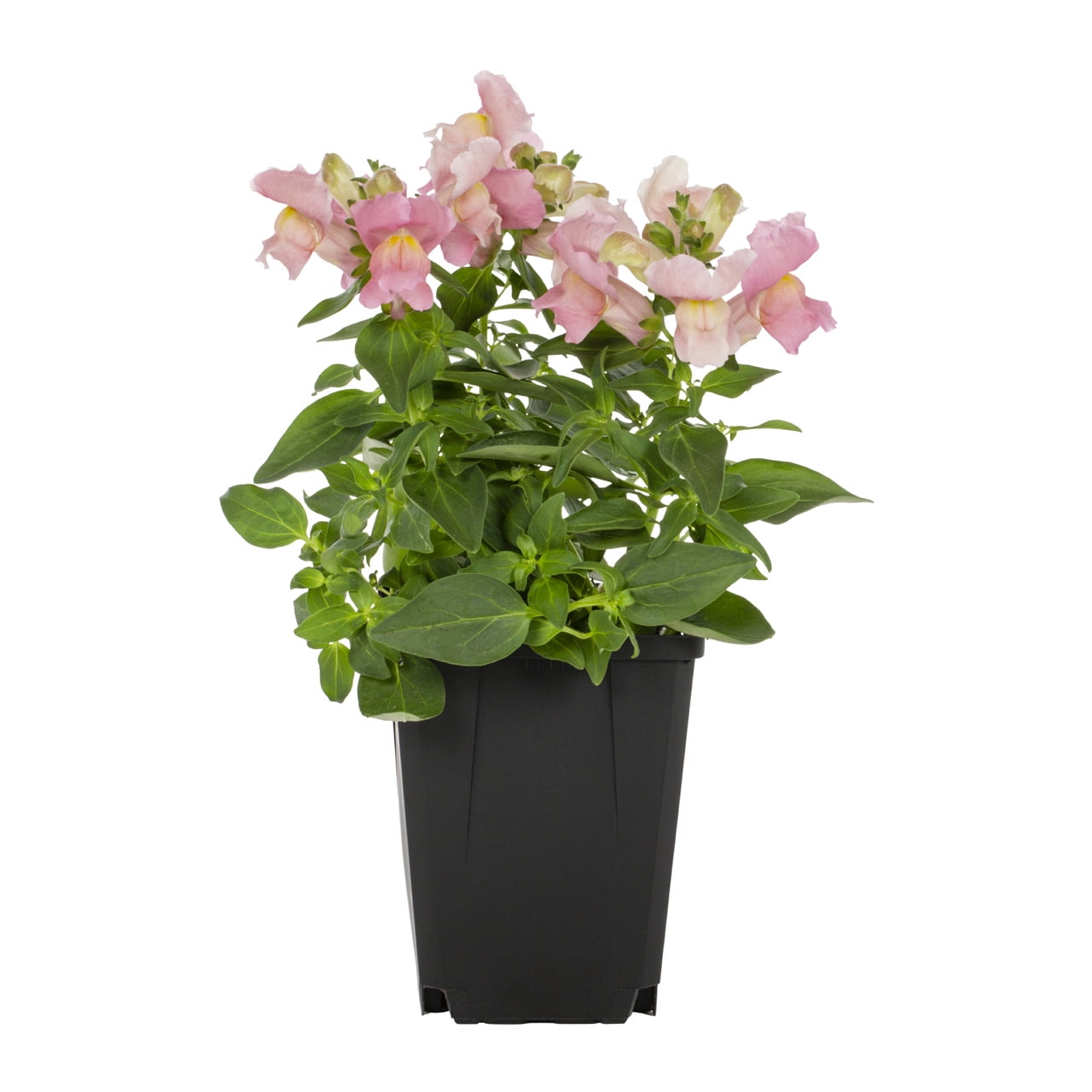 Expert Gardener 1PT Pink Snapdragon Live Annual Plant Sun 6-Pack