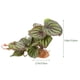 thumbnail image 2 of IDEANATEGRATE Artificiales Realistas Para Terrarios Reptiles Y De Acuarios, 2 of 7
