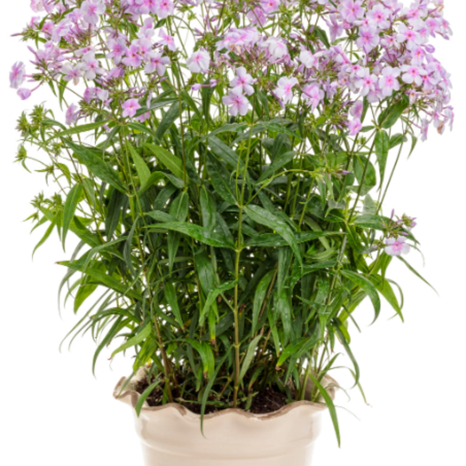 Proven Winners 6" 'Opening Act Pink-a-Dot' Phlox Live Plant in 7.5" Pot