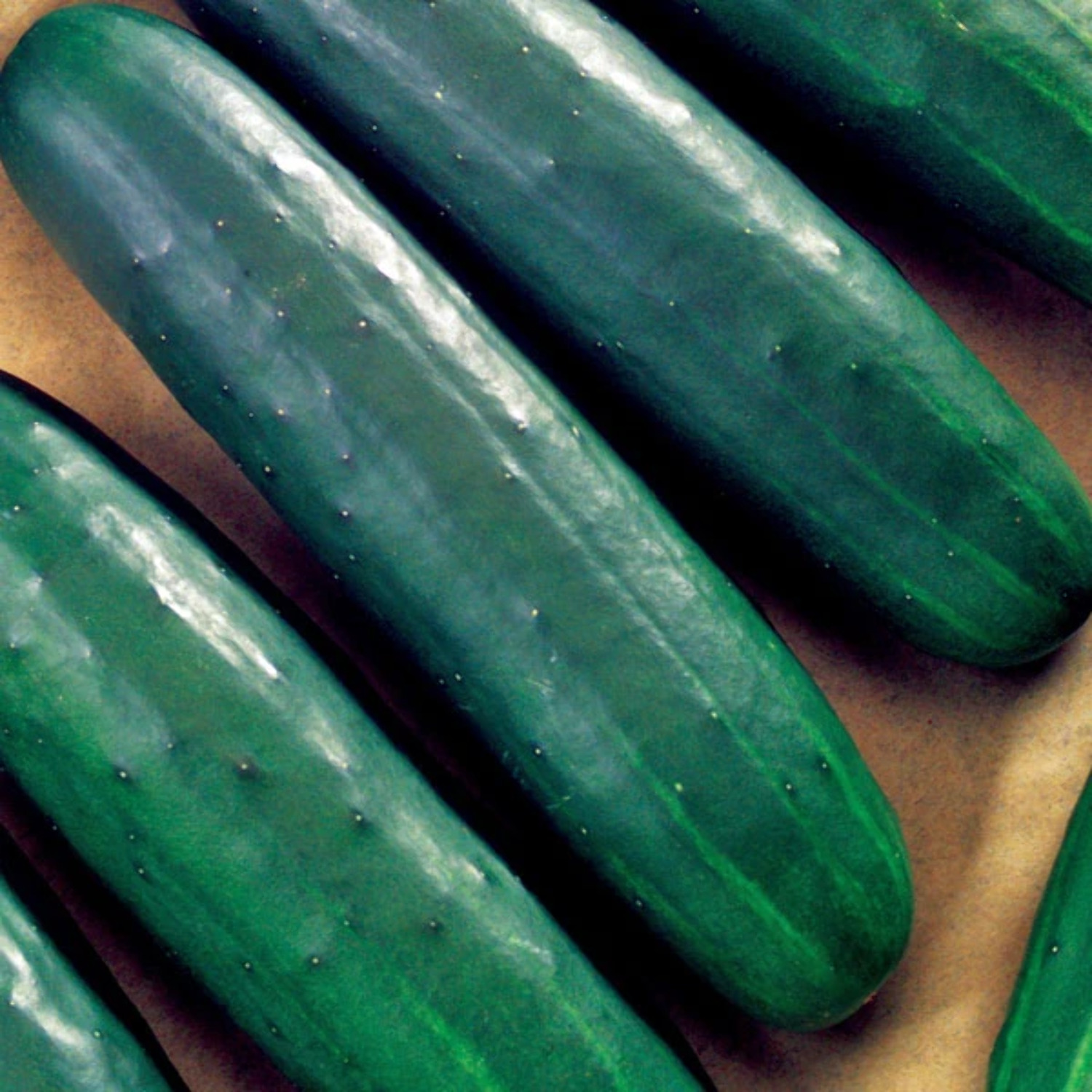 Cucumber Intimidator F1 Seed