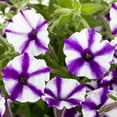 thumbnail image 3 of Proven Winners 1.5PT Purple Petunia Live Annual Plant Sun 5-Pack, 3 of 6