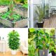 thumbnail image 5 of Matsuzay Coir Moss Pole Creeper Plant Support Climbing Extension Stick Goody AU Type4 NO4 Matsuzay HA007104-01, 5 of 6