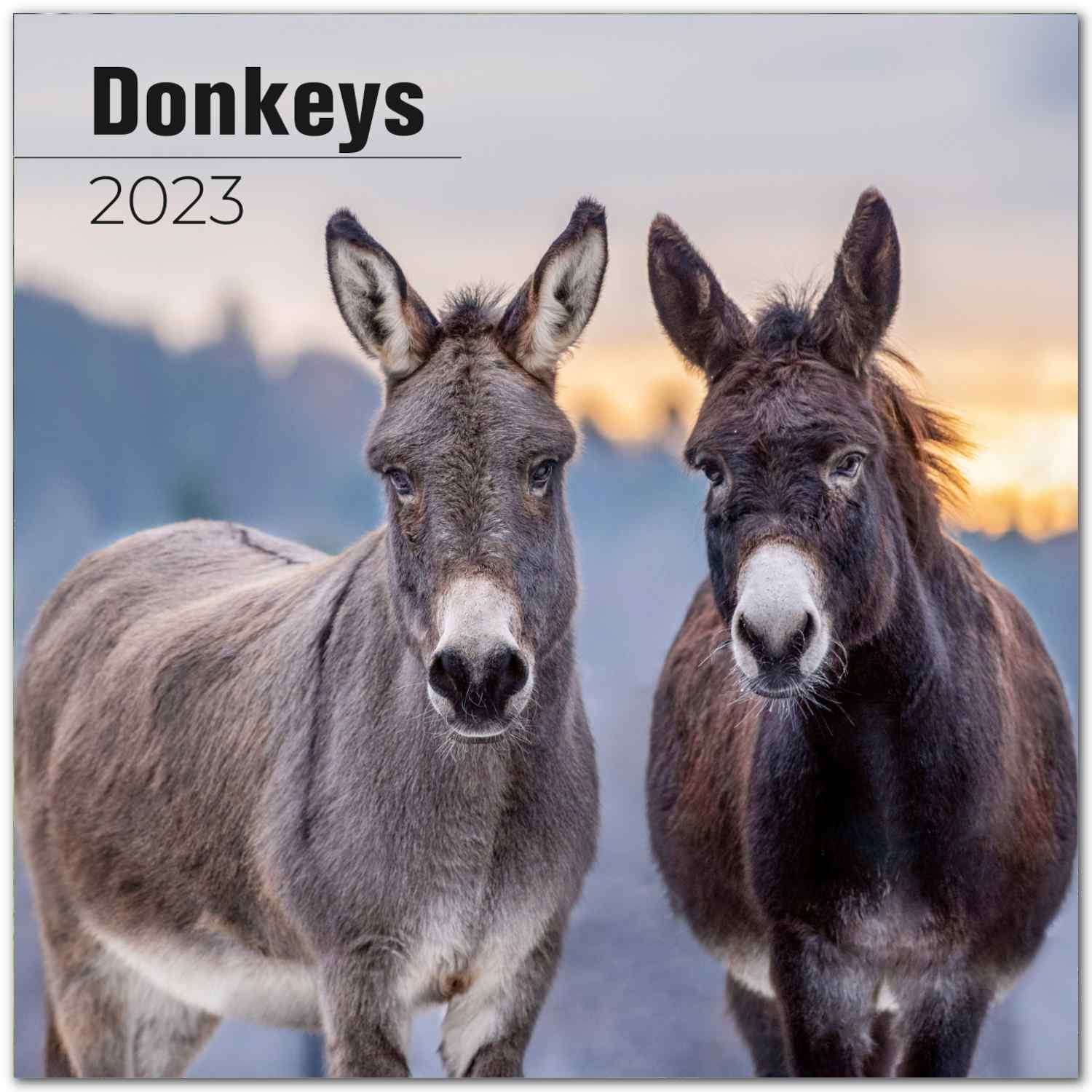 2022 2023 Donkeys Calendar - Cute Farm Animal Monthly Wall Calendar - 12 x 24 Open - Thick No-Bleed Paper - Giftable - Academic Teacher's Planner Calendar Organizing & Planning - Made in USA