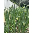 thumbnail image 5 of 5 Egyptian Walking Onion Plants for Planting, Tree Onion Egyptian Walking Tree Onions Plants 2 Year Old, 5 of 6
