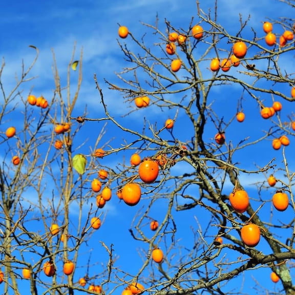 Persimmon Tree Live Plant 1 Year Old Seedling, 8 to 14 Inc Tall, Well Rooted, Cold Hardy, Year-round Planting