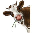 thumbnail image 5 of Calcomanía de pared de vaca divertida, pegatinas de ventana de jirafa, pegatina de coche de animales, pegatina de pared de vaca que mira, calcomanía de despegar y pegar, rústica, 5 of 5