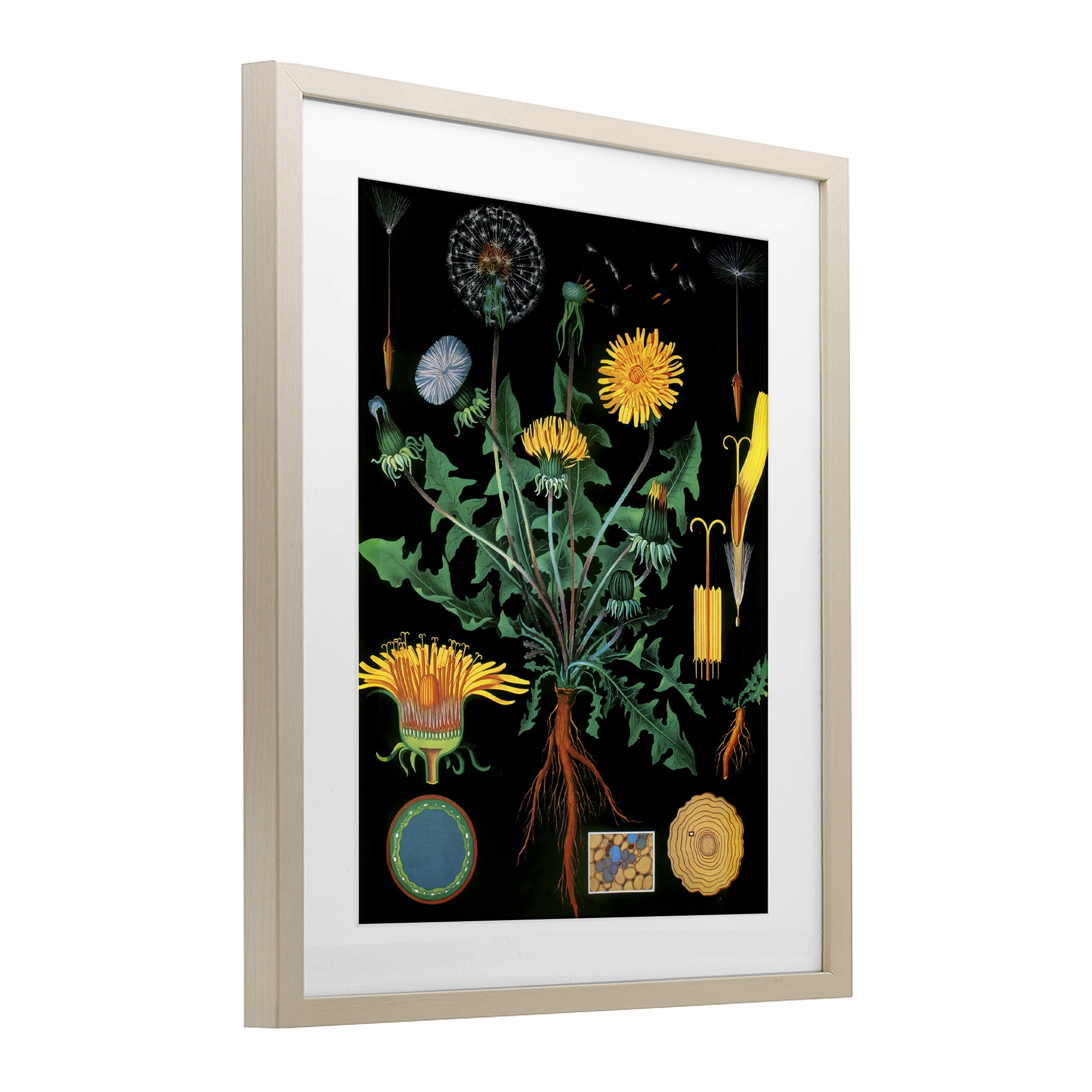 Stupell Industries Dandelion Botanical Illustration Birch Framed Print Under Glass, design by Vintage Hustle
