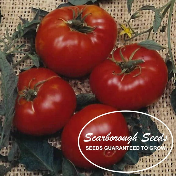 SCARBOROUGH SEEDS RED BRANDYWINE TOMATO 100 SEEDS NON-GMO