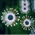 thumbnail image 3 of GSDWIUEW Blue Daisy Seeds, Garden Flower Seeds, 100+ Seeds, Vibrant Blooms, 3 of 3