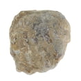 thumbnail image 4 of Miangastore Khaki Fossil 1Set Shell For Archaeological Study Paleontology Style, 4 of 9